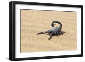 Namibia, Swakopmund. Black scorpion moving across the sand.-Ellen Goff-Framed Photographic Print