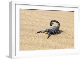 Namibia, Swakopmund. Black scorpion moving across the sand.-Ellen Goff-Framed Photographic Print