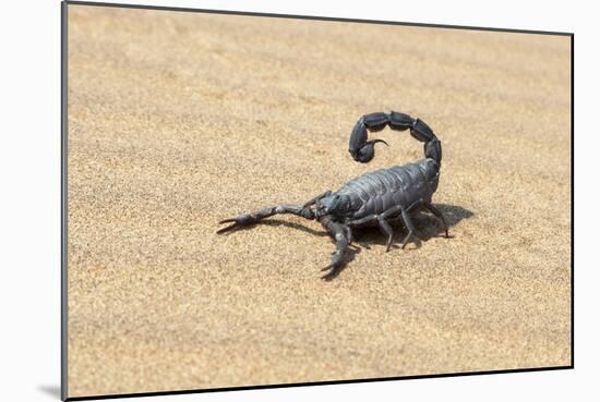 Namibia, Swakopmund. Black scorpion moving across the sand.-Ellen Goff-Mounted Photographic Print