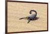 Namibia, Swakopmund. Black scorpion moving across the sand.-Ellen Goff-Framed Photographic Print