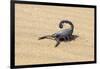 Namibia, Swakopmund. Black scorpion moving across the sand.-Ellen Goff-Framed Photographic Print