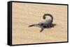 Namibia, Swakopmund. Black scorpion moving across the sand.-Ellen Goff-Framed Stretched Canvas