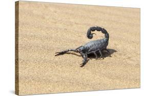 Namibia, Swakopmund. Black scorpion moving across the sand.-Ellen Goff-Stretched Canvas