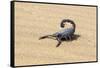 Namibia, Swakopmund. Black scorpion moving across the sand.-Ellen Goff-Framed Stretched Canvas