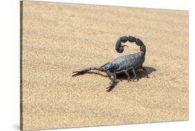 Namibia, Swakopmund. Black scorpion moving across the sand.-Ellen Goff-Stretched Canvas