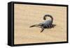 Namibia, Swakopmund. Black scorpion moving across the sand.-Ellen Goff-Framed Stretched Canvas