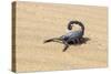 Namibia, Swakopmund. Black scorpion moving across the sand.-Ellen Goff-Stretched Canvas