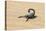 Namibia, Swakopmund. Black scorpion moving across the sand.-Ellen Goff-Stretched Canvas