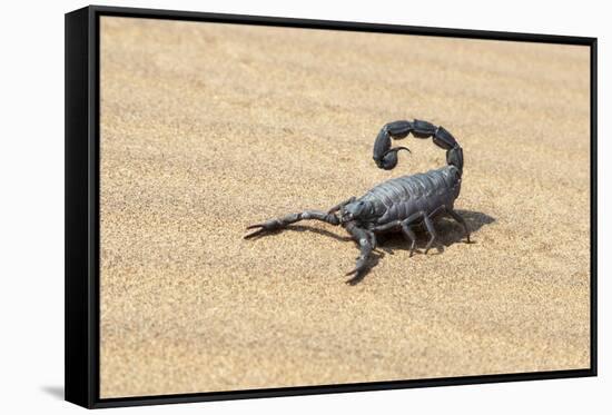 Namibia, Swakopmund. Black scorpion moving across the sand.-Ellen Goff-Framed Stretched Canvas