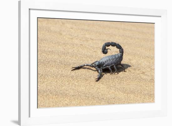 Namibia, Swakopmund. Black scorpion moving across the sand.-Ellen Goff-Framed Photographic Print