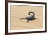 Namibia, Swakopmund. Black scorpion moving across the sand.-Ellen Goff-Framed Photographic Print