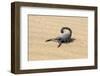 Namibia, Swakopmund. Black scorpion moving across the sand.-Ellen Goff-Framed Photographic Print