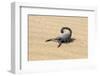 Namibia, Swakopmund. Black scorpion moving across the sand.-Ellen Goff-Framed Photographic Print