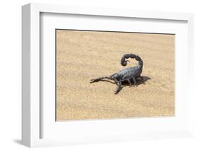 Namibia, Swakopmund. Black scorpion moving across the sand.-Ellen Goff-Framed Photographic Print