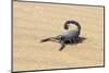 Namibia, Swakopmund. Black scorpion moving across the sand.-Ellen Goff-Mounted Photographic Print