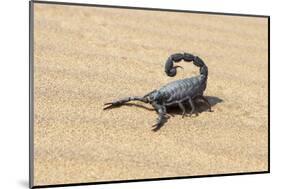 Namibia, Swakopmund. Black scorpion moving across the sand.-Ellen Goff-Mounted Photographic Print