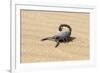 Namibia, Swakopmund. Black scorpion moving across the sand.-Ellen Goff-Framed Premium Photographic Print