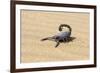 Namibia, Swakopmund. Black scorpion moving across the sand.-Ellen Goff-Framed Premium Photographic Print