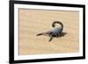 Namibia, Swakopmund. Black scorpion moving across the sand.-Ellen Goff-Framed Premium Photographic Print