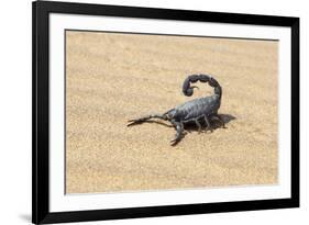 Namibia, Swakopmund. Black scorpion moving across the sand.-Ellen Goff-Framed Premium Photographic Print