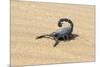 Namibia, Swakopmund. Black scorpion moving across the sand.-Ellen Goff-Mounted Premium Photographic Print