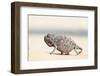 Namibia, Swakopmund. Namaqua chameleon walking on the sand.-Ellen Goff-Framed Photographic Print