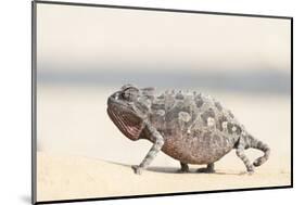 Namibia, Swakopmund. Namaqua chameleon walking on the sand.-Ellen Goff-Mounted Photographic Print