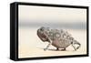 Namibia, Swakopmund. Namaqua chameleon walking on the sand.-Ellen Goff-Framed Stretched Canvas