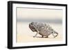 Namibia, Swakopmund. Namaqua chameleon walking on the sand.-Ellen Goff-Framed Photographic Print