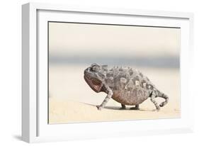 Namibia, Swakopmund. Namaqua chameleon walking on the sand.-Ellen Goff-Framed Photographic Print