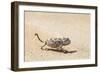 Namibia, Swakopmund. Namaqua chameleon walking on the sand.-Ellen Goff-Framed Photographic Print