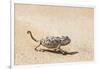 Namibia, Swakopmund. Namaqua chameleon walking on the sand.-Ellen Goff-Framed Photographic Print