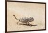 Namibia, Swakopmund. Namaqua chameleon walking on the sand.-Ellen Goff-Framed Photographic Print