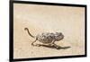 Namibia, Swakopmund. Namaqua chameleon walking on the sand.-Ellen Goff-Framed Photographic Print