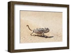 Namibia, Swakopmund. Namaqua chameleon walking on the sand.-Ellen Goff-Framed Photographic Print