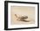 Namibia, Swakopmund. Namaqua chameleon walking on the sand.-Ellen Goff-Framed Photographic Print