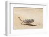 Namibia, Swakopmund. Namaqua chameleon walking on the sand.-Ellen Goff-Framed Photographic Print