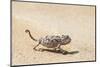 Namibia, Swakopmund. Namaqua chameleon walking on the sand.-Ellen Goff-Mounted Photographic Print