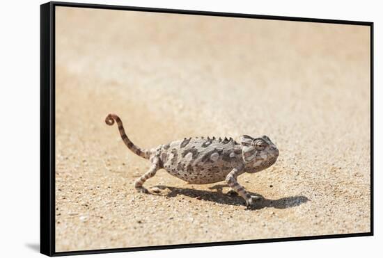 Namibia, Swakopmund. Namaqua chameleon walking on the sand.-Ellen Goff-Framed Stretched Canvas