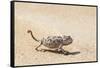 Namibia, Swakopmund. Namaqua chameleon walking on the sand.-Ellen Goff-Framed Stretched Canvas