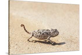 Namibia, Swakopmund. Namaqua chameleon walking on the sand.-Ellen Goff-Stretched Canvas