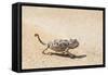 Namibia, Swakopmund. Namaqua chameleon walking on the sand.-Ellen Goff-Framed Stretched Canvas