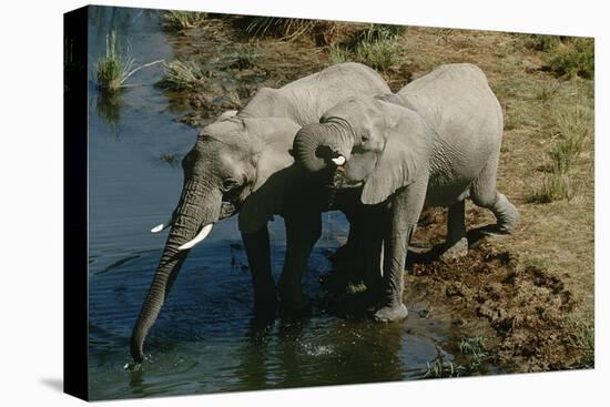 Namibia, Two African Bush Elephants Drinking Water from River, Elevated View-Nosnibor137-Stretched Canvas