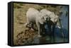 Namibia Two African Bush Elephants Drinking Water from River Elevated View-Nosnibor137-Framed Stretched Canvas