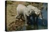 Namibia Two African Bush Elephants Drinking Water from River Elevated View-Nosnibor137-Stretched Canvas