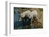 Namibia, Two African Bush Elephants Drinking Water from River, Elevated View-Nosnibor137-Framed Photographic Print