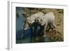 Namibia, Two African Bush Elephants Drinking Water from River, Elevated View-Nosnibor137-Framed Photographic Print