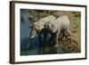 Namibia, Two African Bush Elephants Drinking Water from River, Elevated View-Nosnibor137-Framed Photographic Print