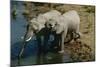 Namibia, Two African Bush Elephants Drinking Water from River, Elevated View-Nosnibor137-Mounted Photographic Print