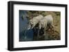 Namibia, Two African Bush Elephants Drinking Water from River, Elevated View-Nosnibor137-Framed Photographic Print